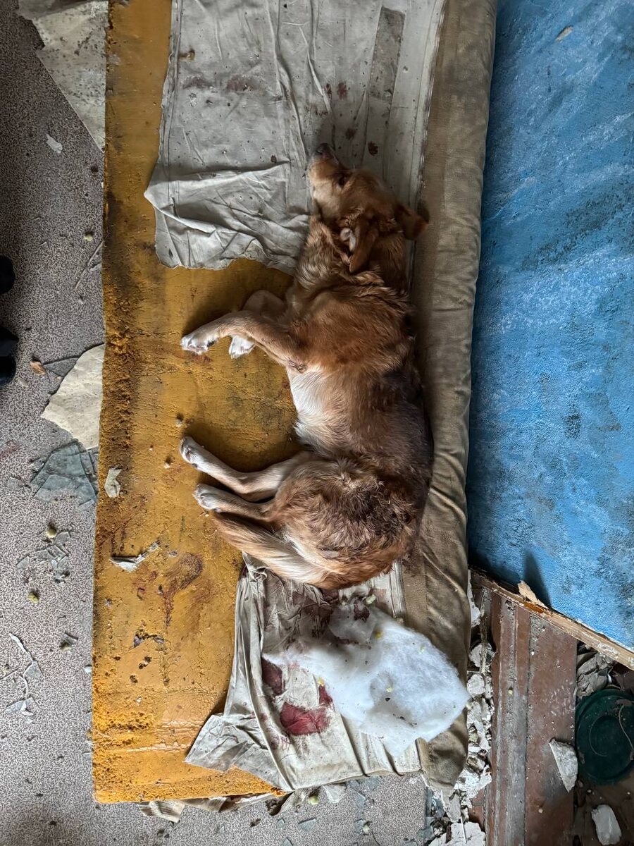 Таким грустным и холодным мы нашли Купера. Фото из архива автора