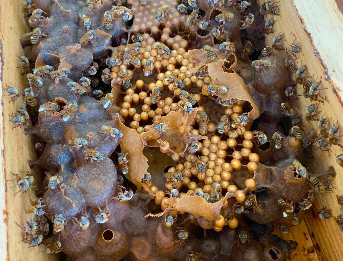 Гнездо пчёл Melipona. В центре расплод ,вокруг мёд.