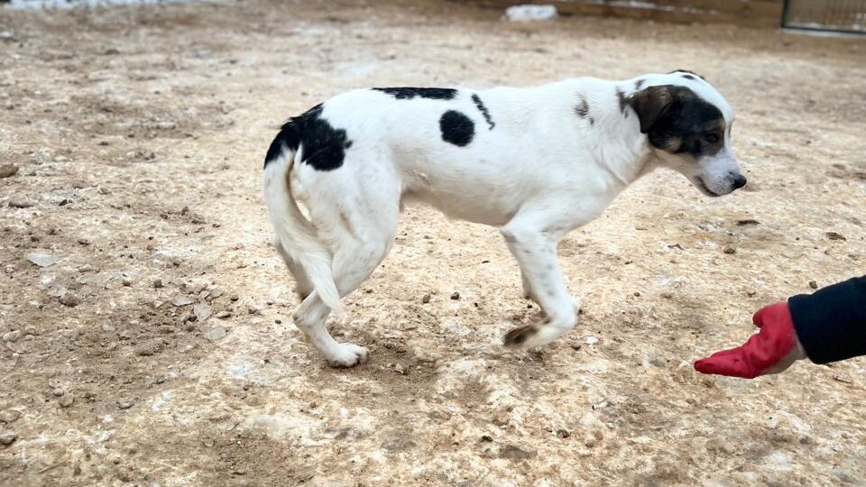 СТОП СБОР! СУММА НАБРАНА!Авику нужна помощь.