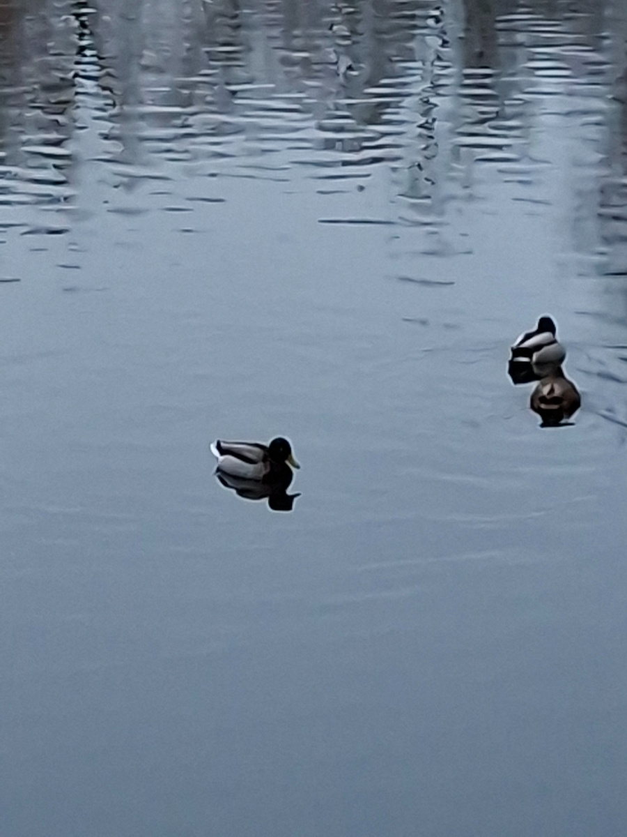 Водоём, в иллюстративных целях, камушки не кидать