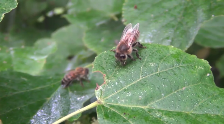 Пчёлы собирают падь