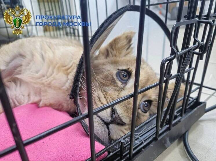     ФОТО: ТЕЛЕГРАМ-КАНАЛ ПРОКУРАТУРЫ МОСКВЫ