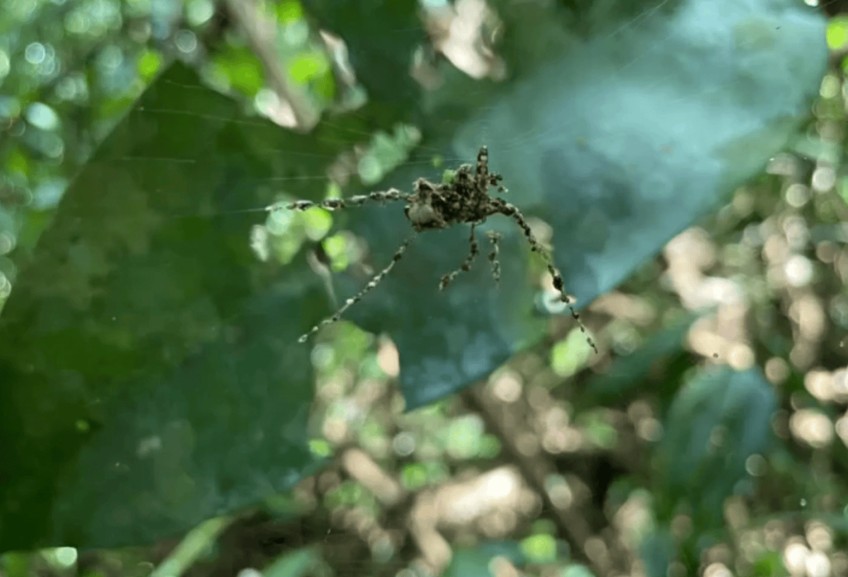    Если что, это не настоящий паук. С ходу не скажешь, да?