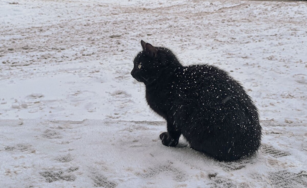    Фото: Олег Чиркашенко