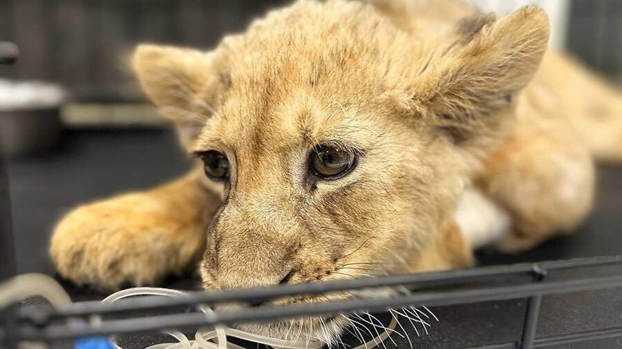    Фото: t.me/lions_moscow