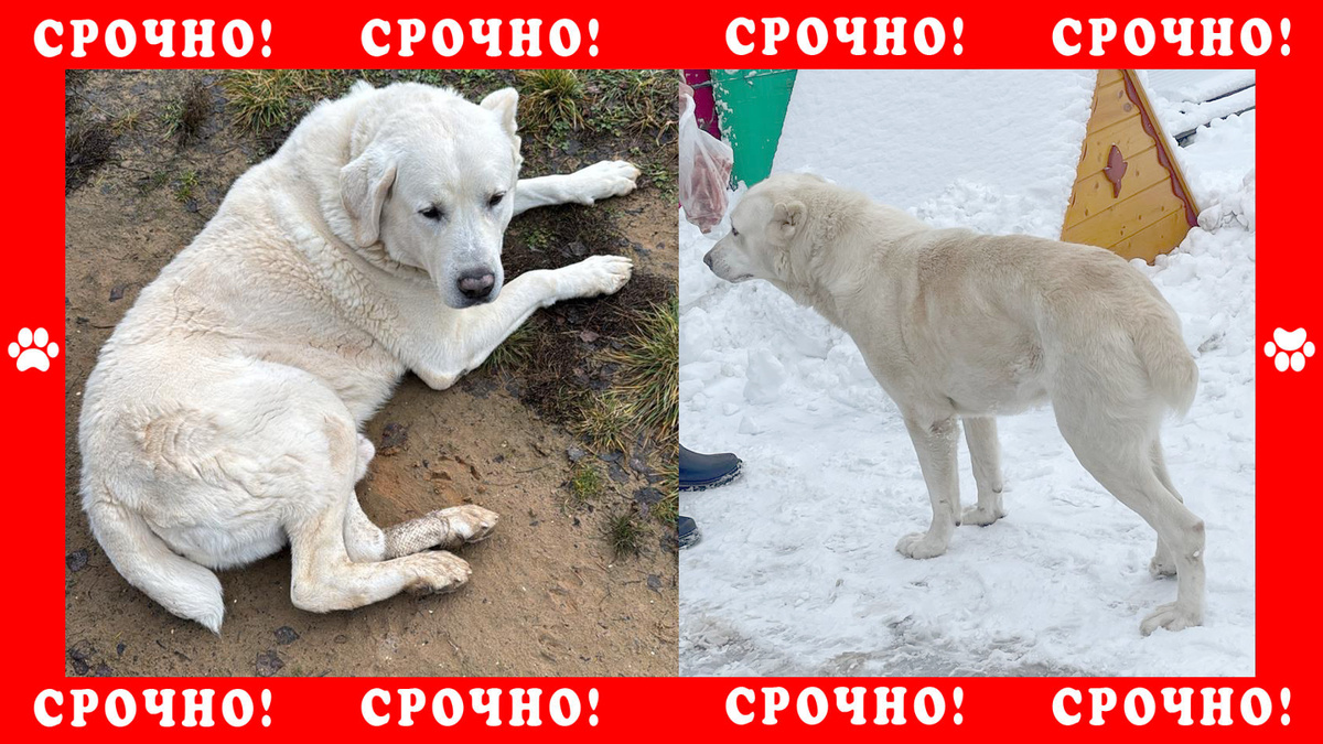 Алабай пропал в Истринском районе