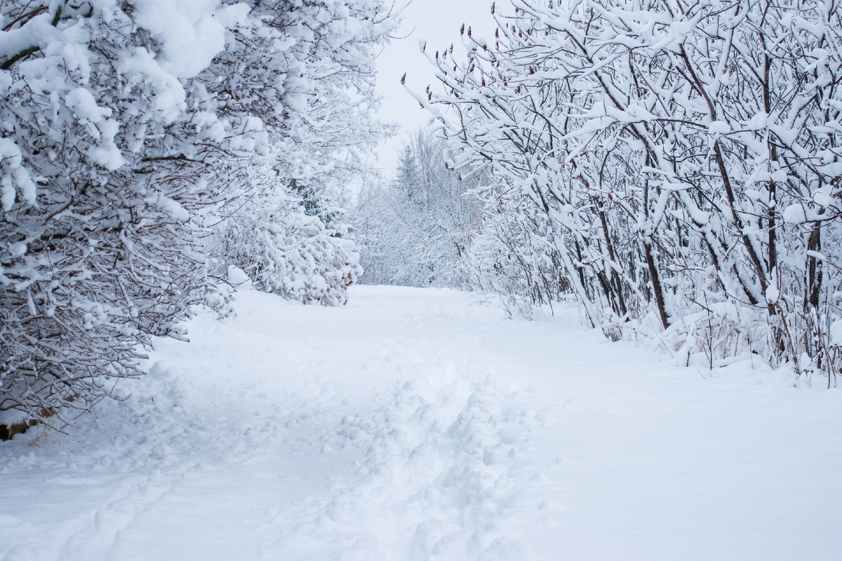 Photo by Tricia Gray on StockSnap