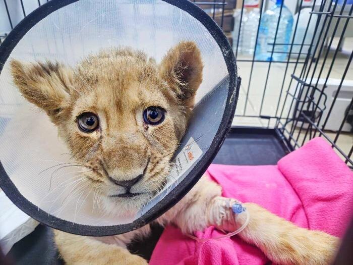 Обложка © Telegram / «Парк львов ЗЕМЛЯ ПРАЙДА»