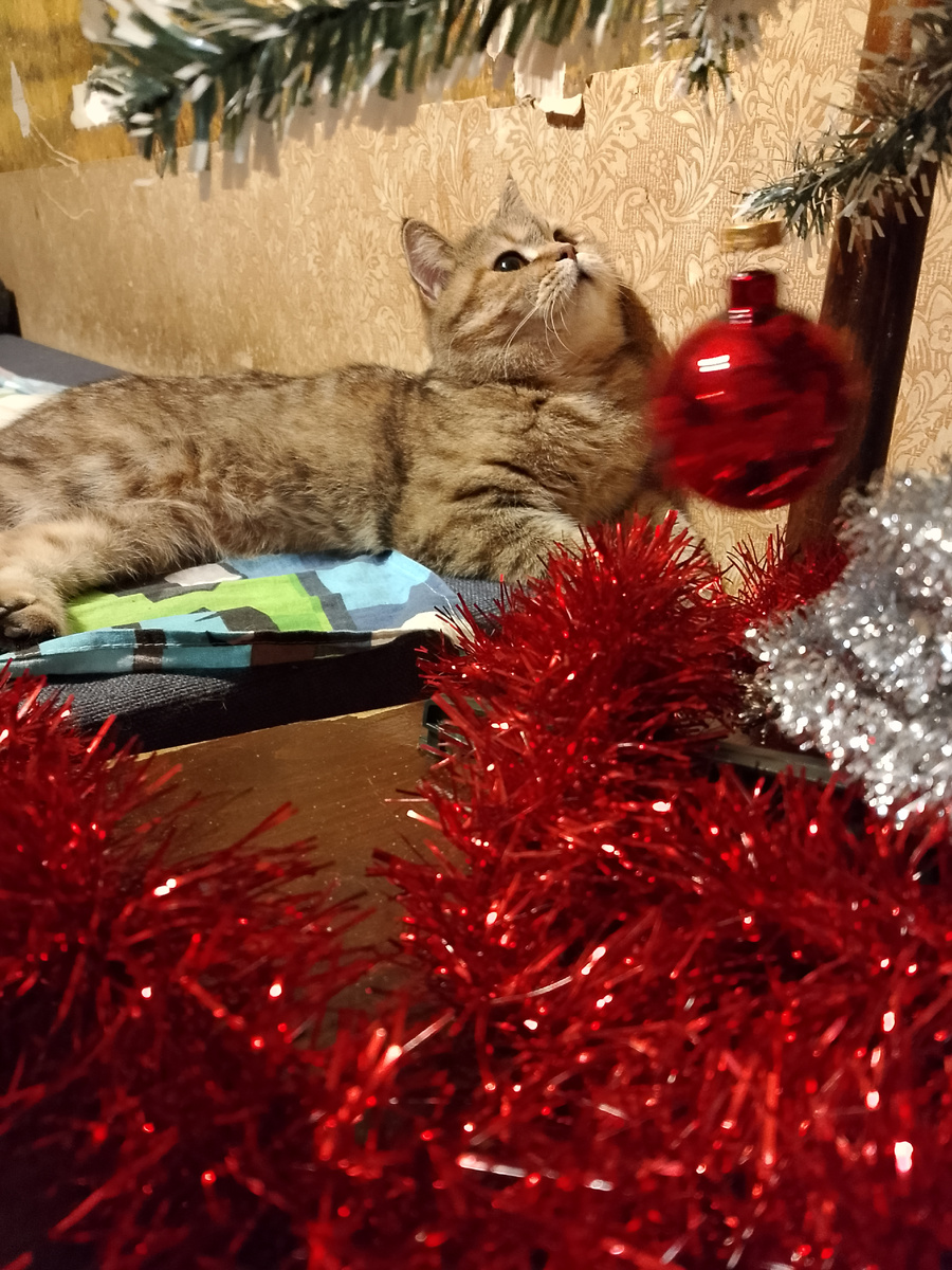 Бри нашла себе место под новогодней елкой 😁