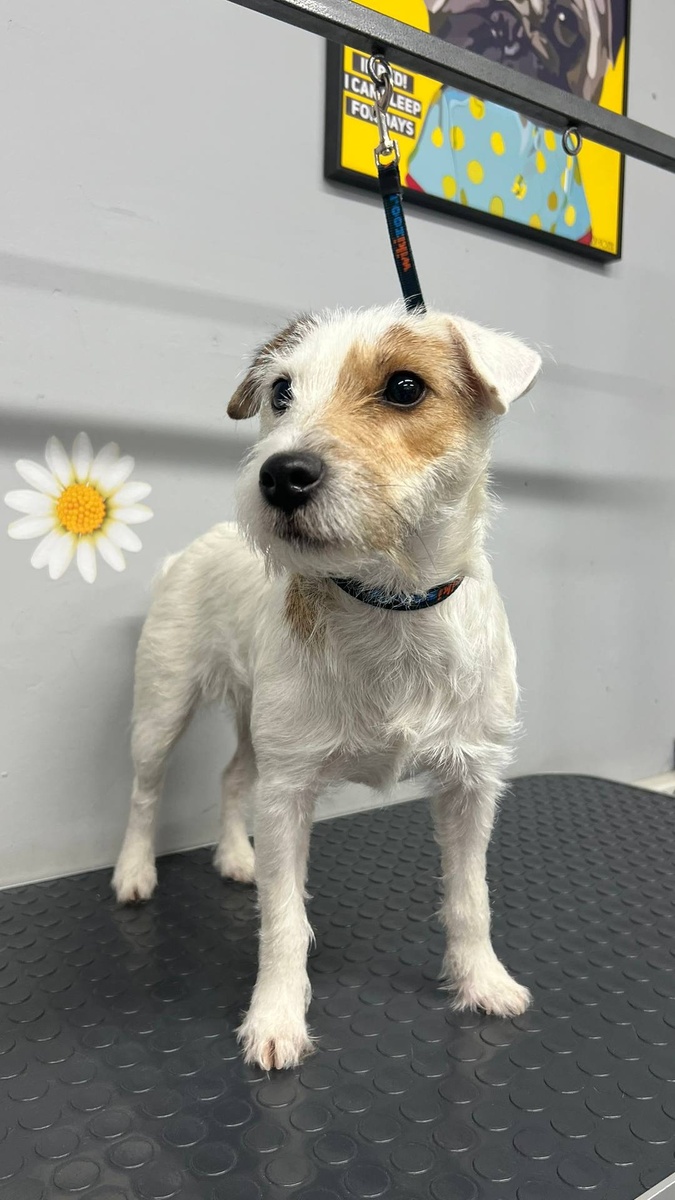 Ньютошка после 😍 #парсонтерьер #балути #новыйгод2026