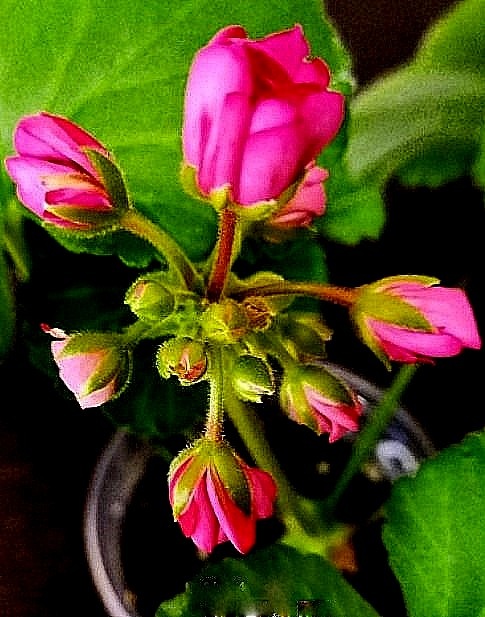 В нём 14 бутонов! ТОлько вопрос - у всех ли хваттит сил раскрыться? Но лчень хочется увидеть большую шапку!