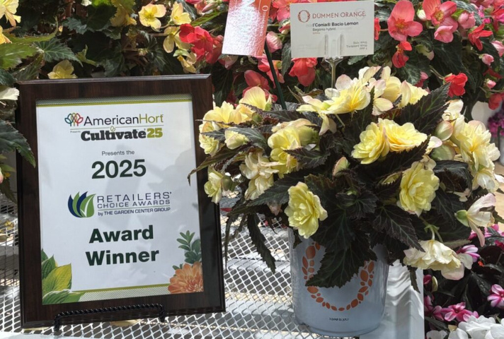 Бегония I'Conia® (Begonia hybrids) Bacio Lemon (фото: https://lgrmag.com)