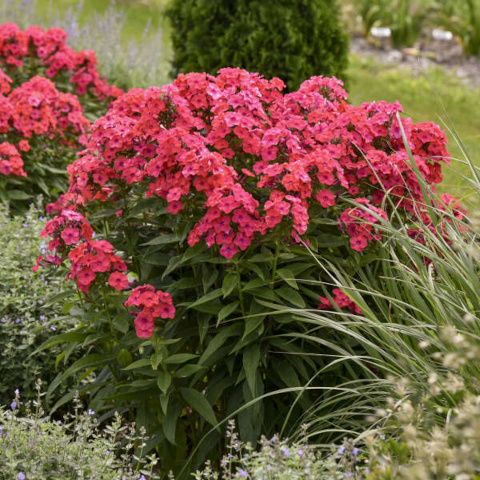 Флокс метельчатый LUMINARY® Sunset Coral (Фото: https://www.waltersgardens.com)