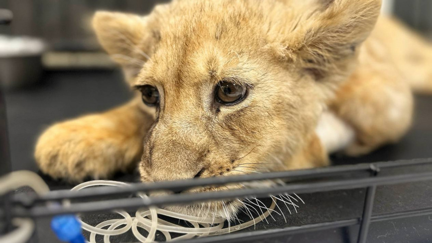    Фото: Telegram/Парк львов ЗЕМЛЯ ПРАЙДА/lions_moscow