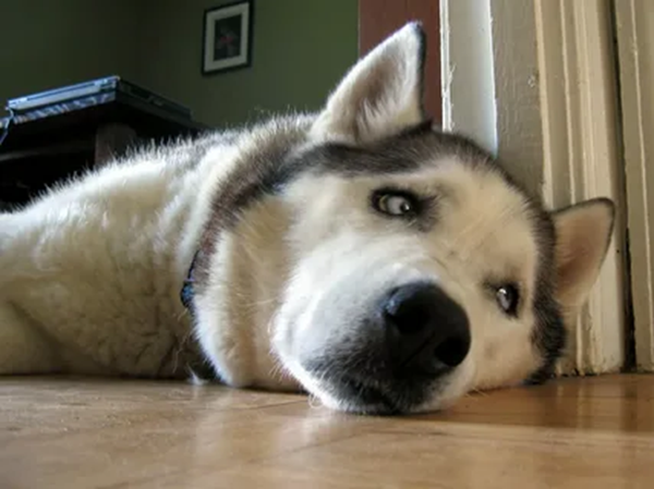 7 признаков, что у собаки болят зубы