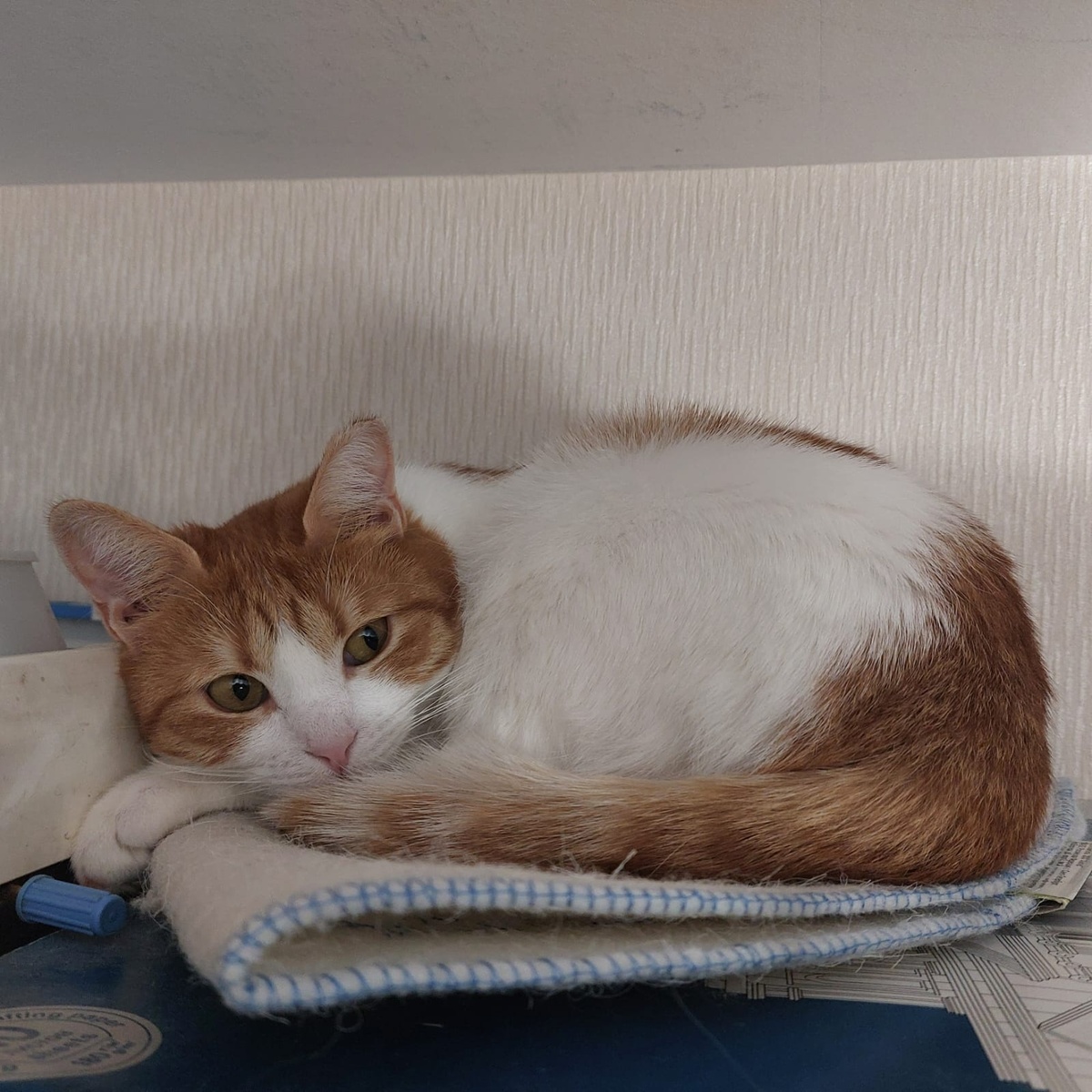 Мне очень нравится находиться на шкафу и сверху наблюдать за происходящим. 😺