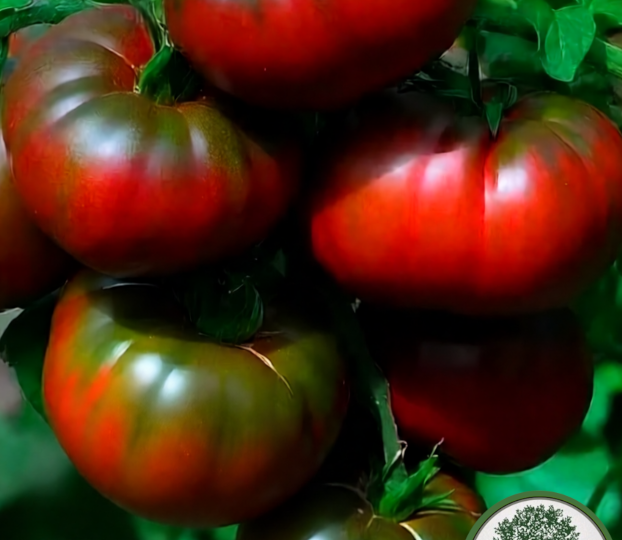 Раннеспелые, крупноплодные сорта томатов для открытого грунта. Их точно стоит посадить