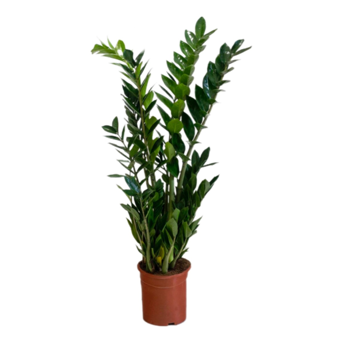 Замиокулькас