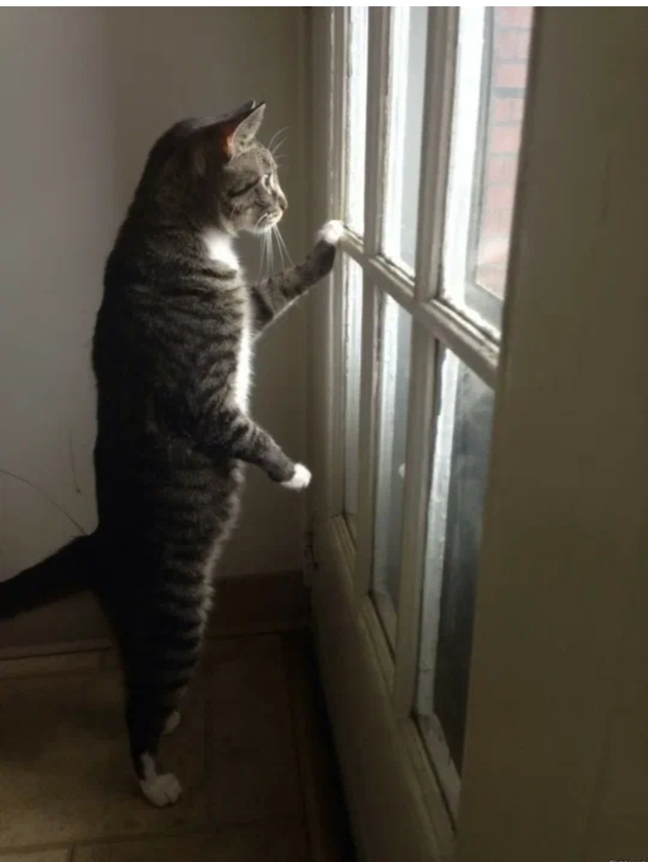 Интересно хозяин купил мне вкусняшку...