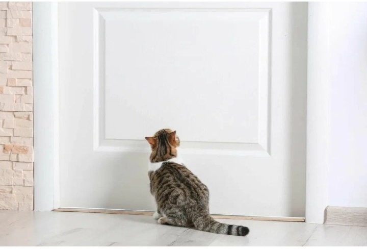 Жду тебя возле двери: почему  кошка уже знает, что хозяин вот‑вот вернется
