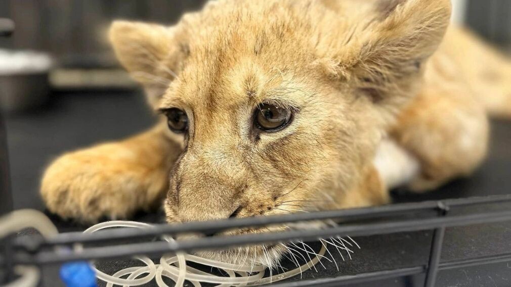    Фото: Прокуратура Москвы/t.me