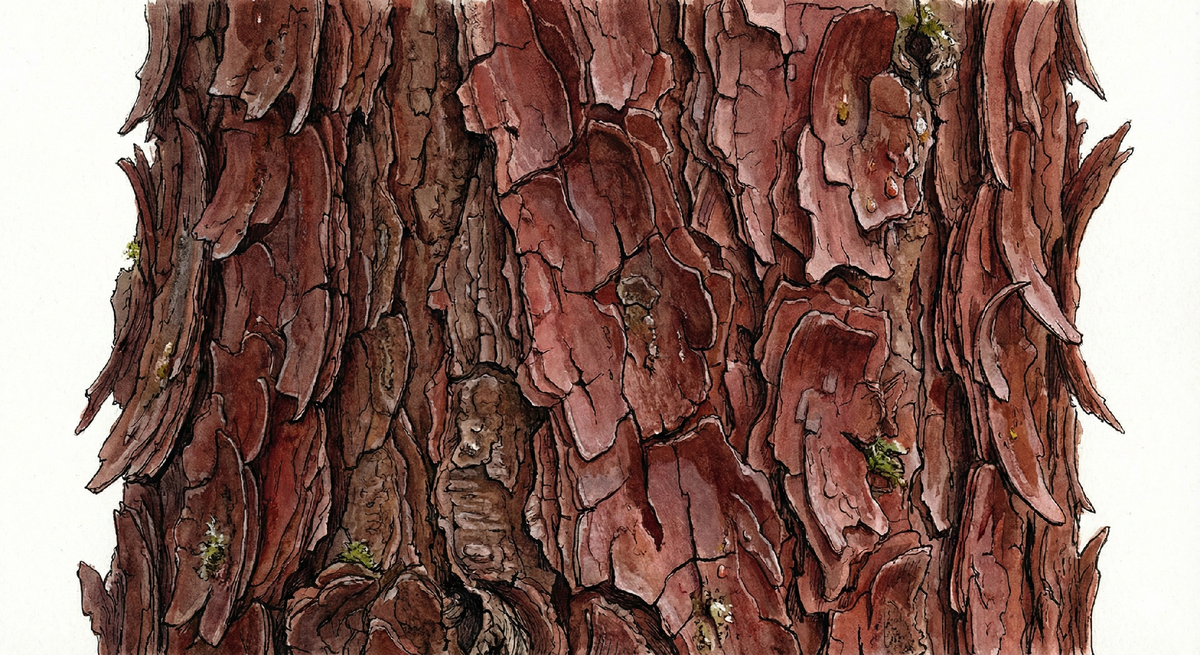 Уникальная кора (Главная фишка!)