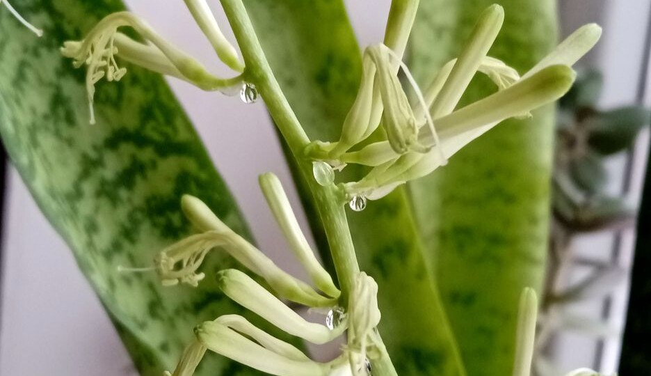 Неожиданность на подоконнике и снегопад