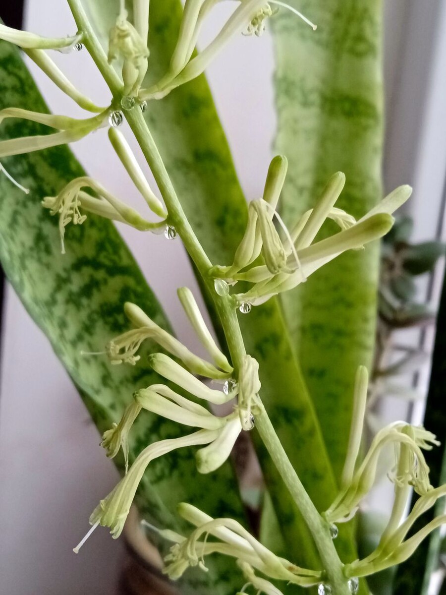 Собственное фото автора. Комнатное растение "тёщин язык" цветёт. Фото от 28 декабря 2025 г.