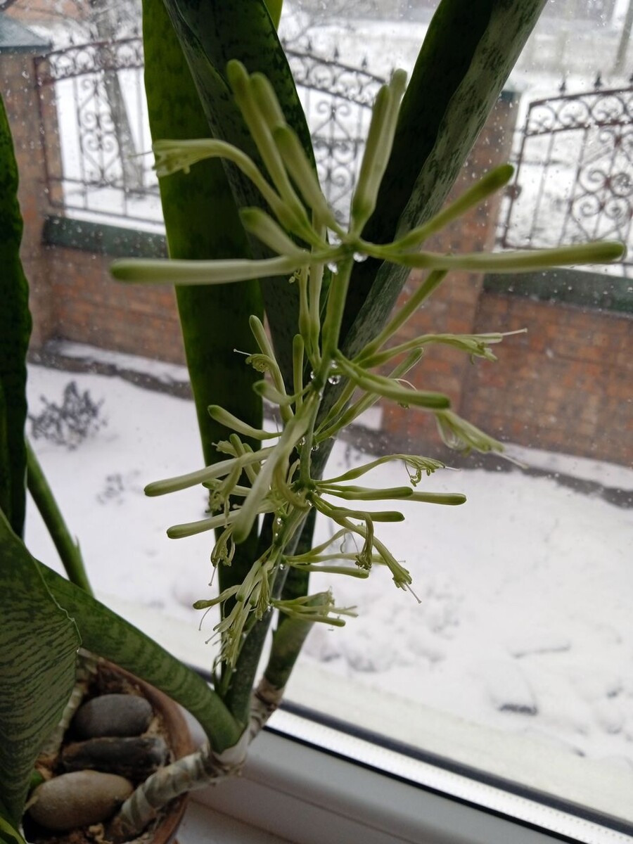 Собственное фото автора. Комнатное растение "тёщин язык" цветёт. Фото от 28 декабря 2025 г.