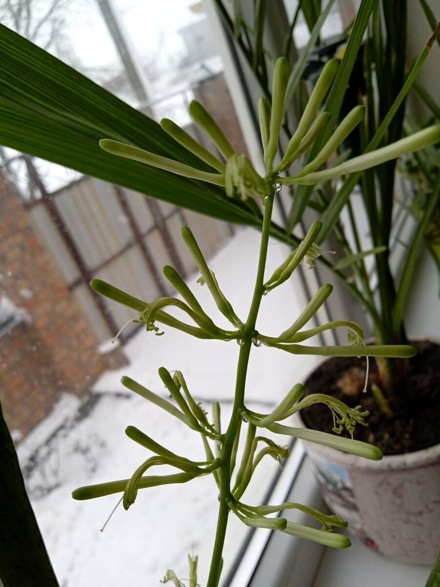 Собственное фото автора. Комнатное растение "тёщин язык" цветёт. Фото от 28 декабря 2025 г.