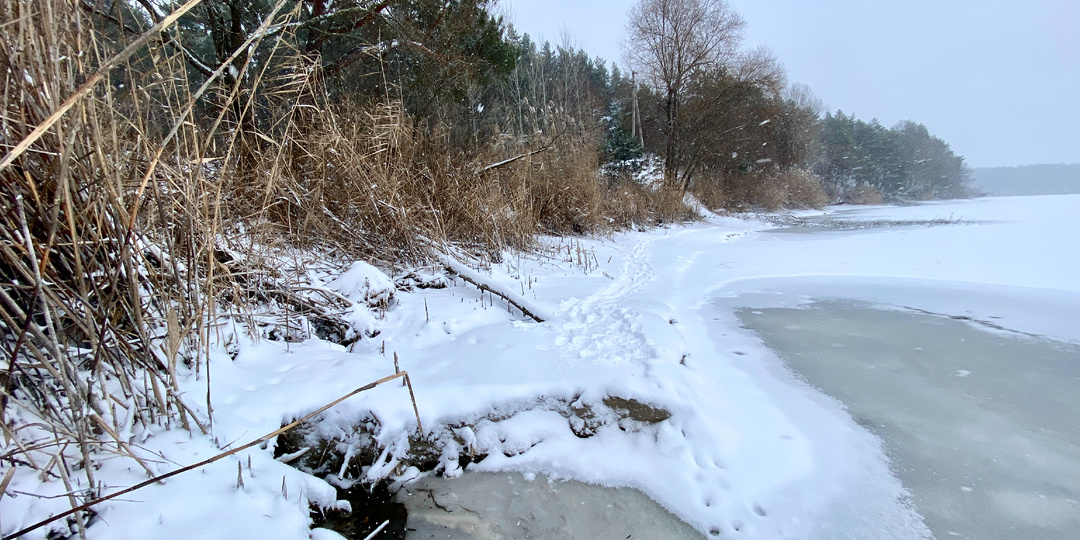 Смогли ли бобры приспособиться к жизни в обмелевшем Белгородском водохранилище