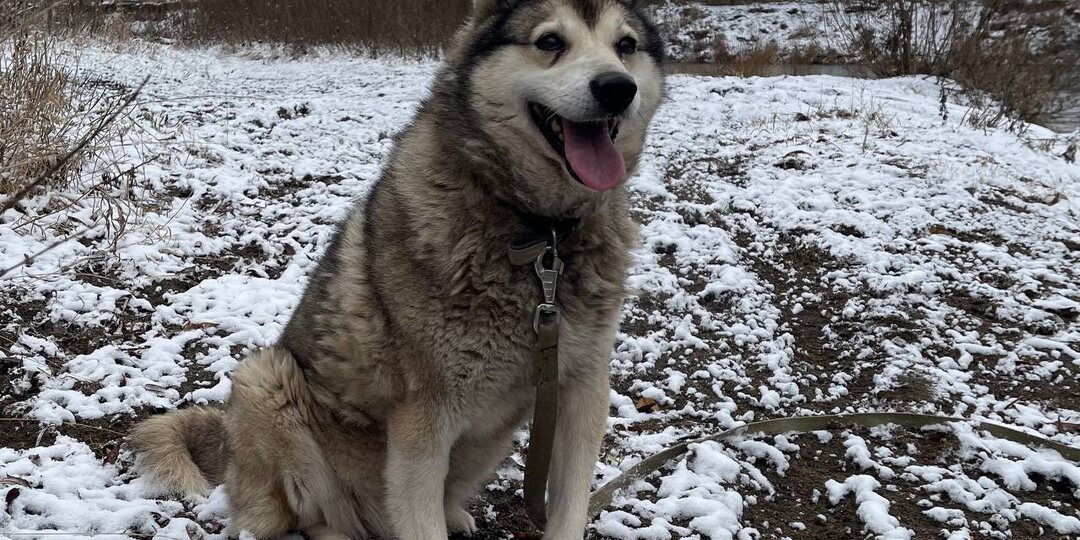 Марафон новогодних писем от мудрой Лаймы. Сердце Амура