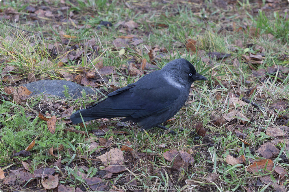 1. Галка © NickFW.ru - 12.11.2019г.