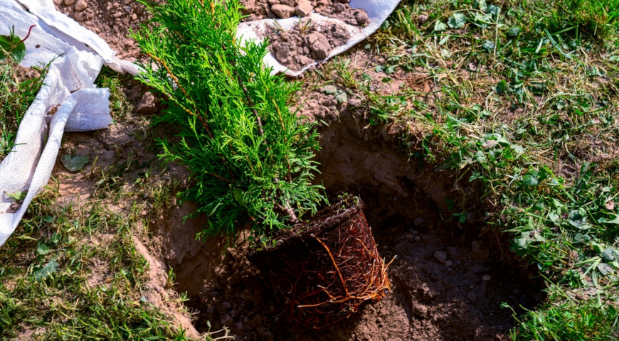 Как правильно сажать туи с торфяным комом