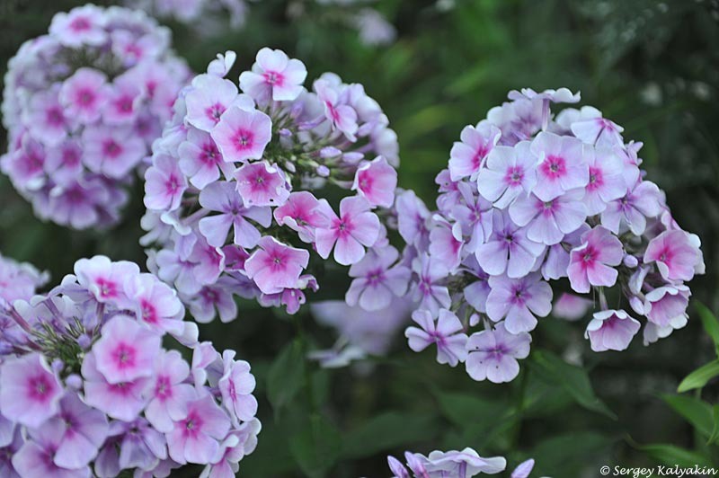 1. Флокс 'Rayonnant'