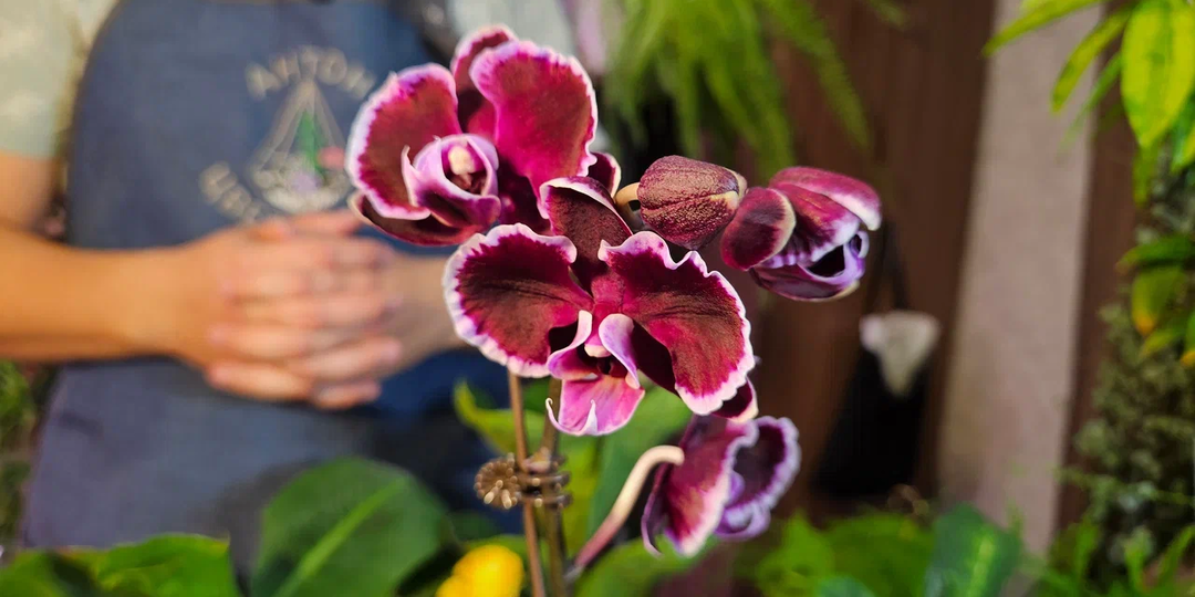 «Цветочная хирургия»: правильная пересадка орхидеи фаленопсис для нового цветения