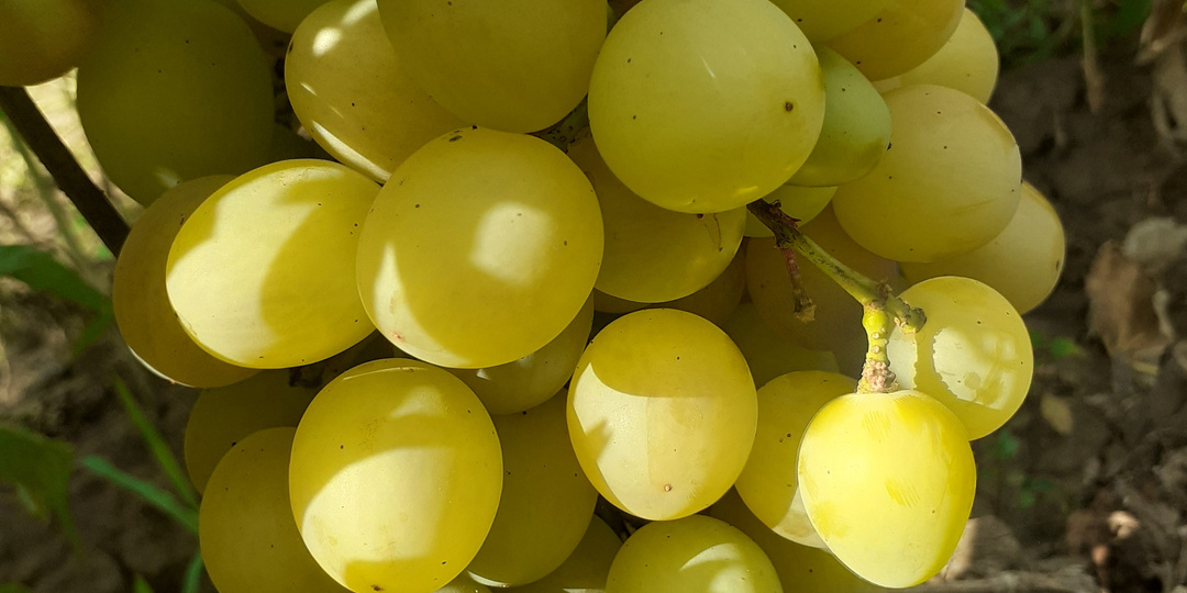 Как сажают виноград