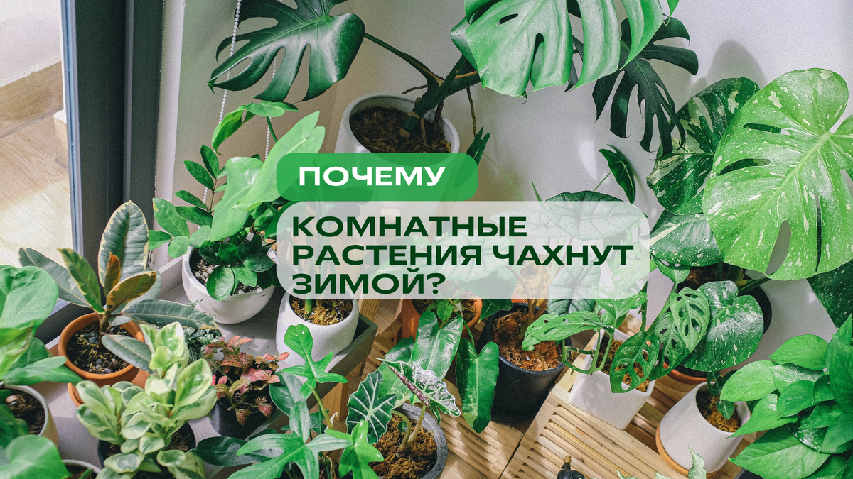 Зима — самый стрессовый сезон для комнатных растений. Даже самые неприхотливые могут начать желтеть, сбрасывать листья и останавливаться в росте. 