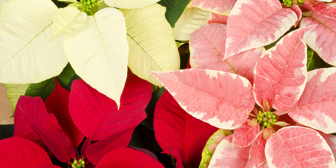 Пуансеттия — как добиваюсь цветения и пряники с мандариновым курдом