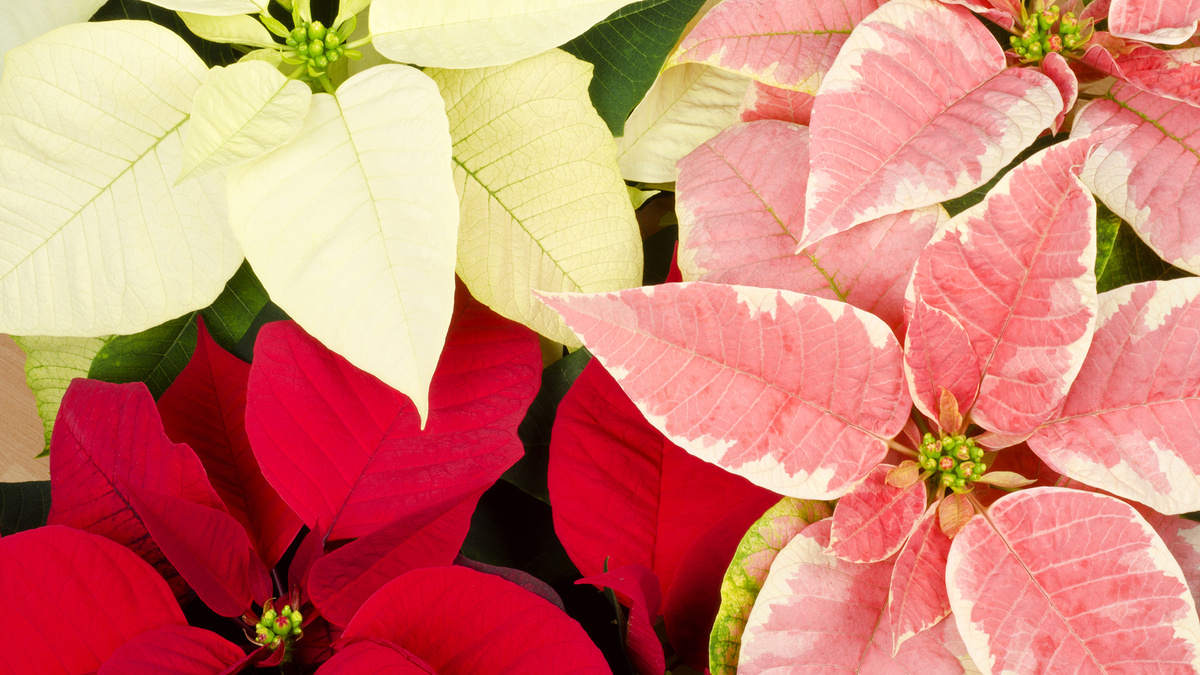 Пуансеттия с яркими прицветниками и мелкими цветочками..