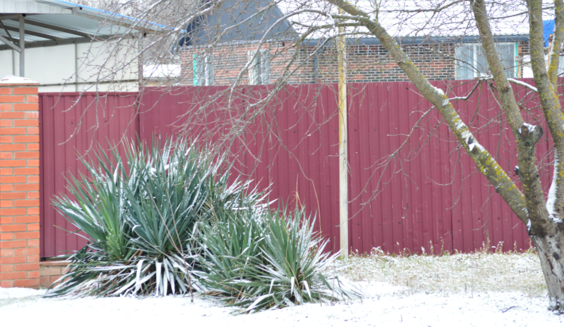 Фото автора. Декабрь 2025. Новогодние ёлки станицы.