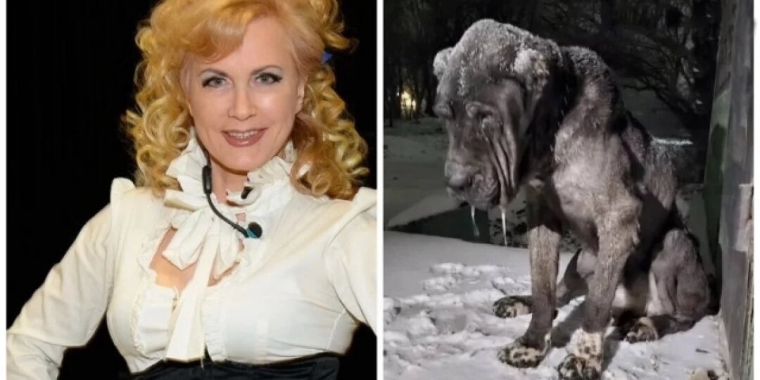 Истощена до костей. Звезда «Миража» Разина хочет спасти собаку из Ростова
