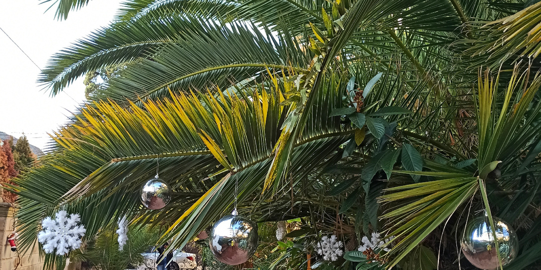 Ёлки на пляже или Новый год под пальмами!