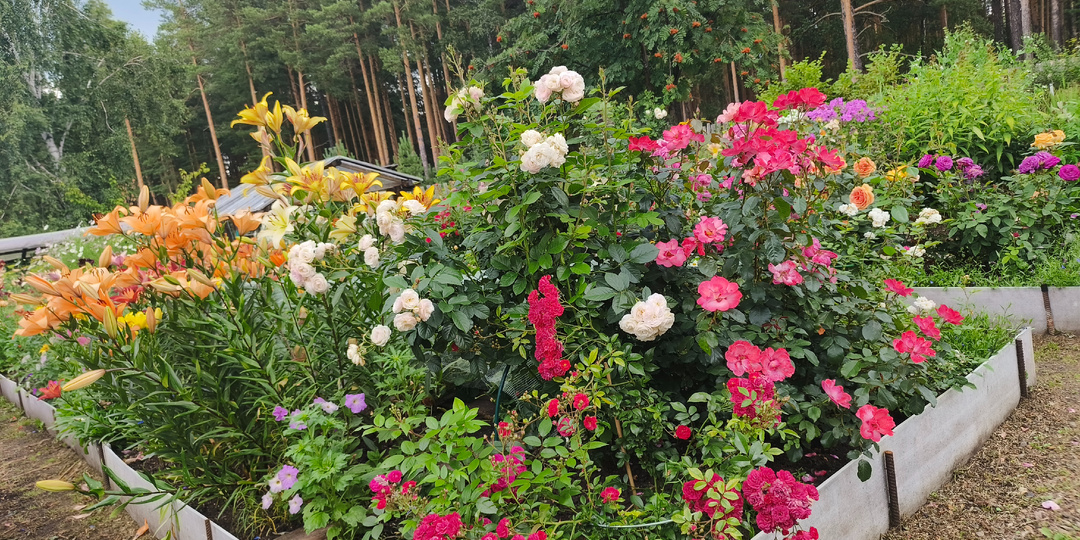 Продолжим считать мои розы🌹... 3