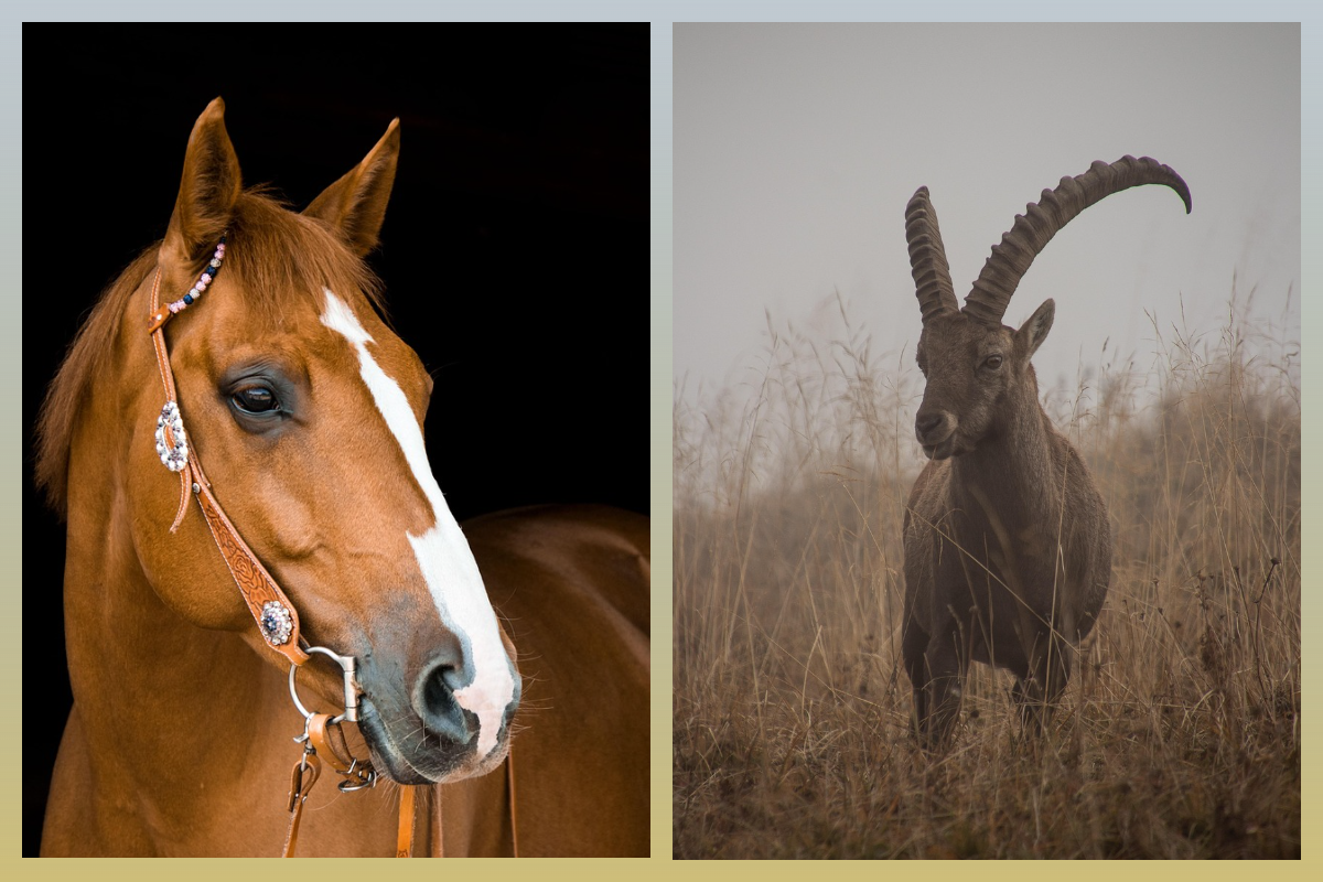 Козерог в Год Красной Огненной Лошади/pixabay.com