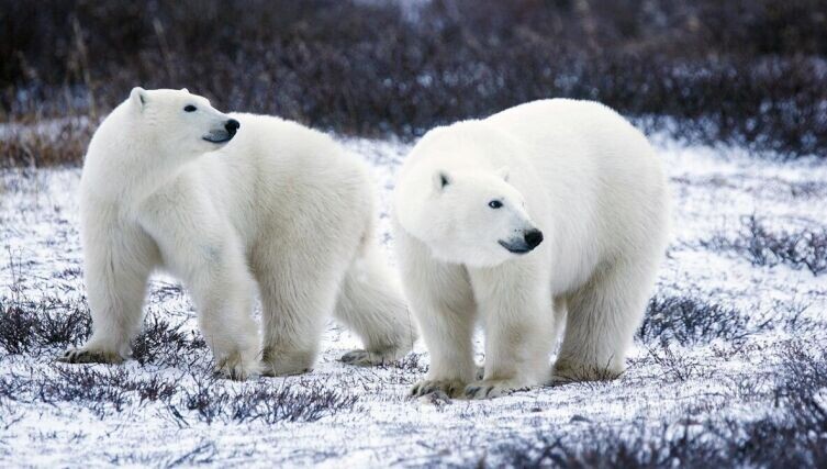    В мире животных. Что мы знаем о медведях? Фото: по лицензии CC0 Pxhere.com