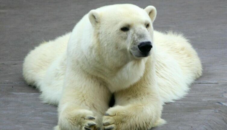     Фото: по лицензии CC0 photorobus.ru