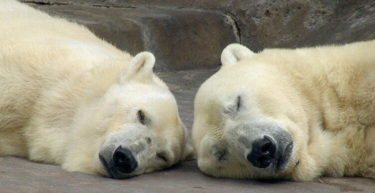    Фото: по лицензии CC0 photorobus.ru