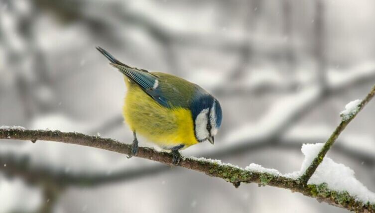    Птицы на снегу. Как они переживают зиму? Фото: Erik Karits on Unsplash