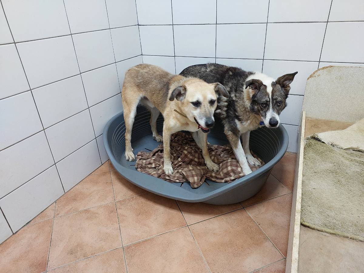 Абби 12 лет и Монти 11 лет